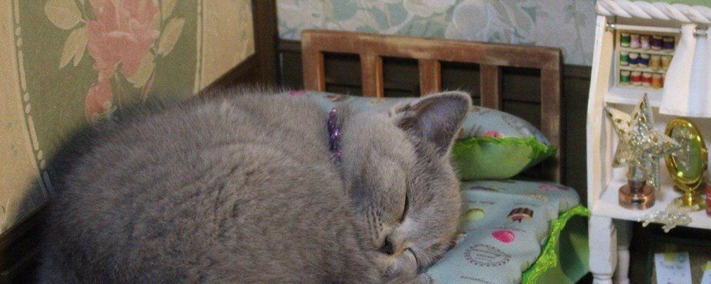 Мы в домике. Остальное по фиг