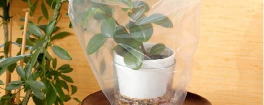 Фикус под пленкой